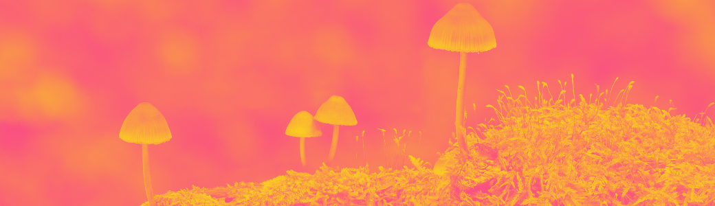 Mushroom Supplements: A Deep Dive into Health Benefits, Evidence & Safe Use