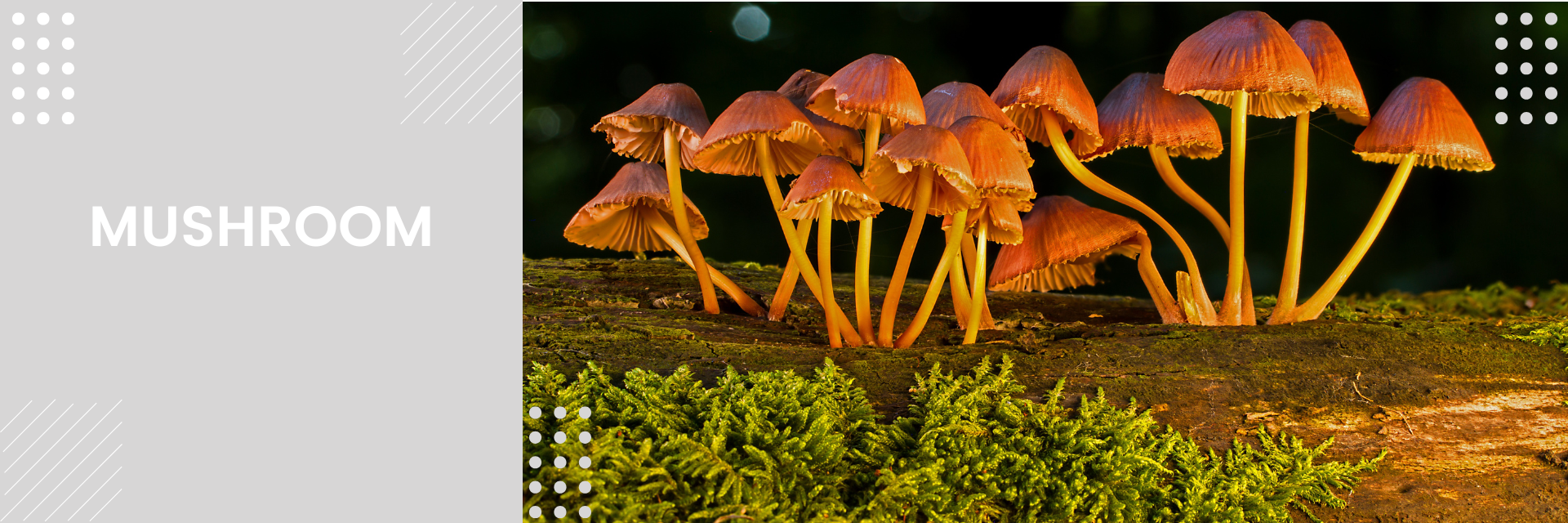 Mushroom Capsules, Tinctures, Powder & Coffee