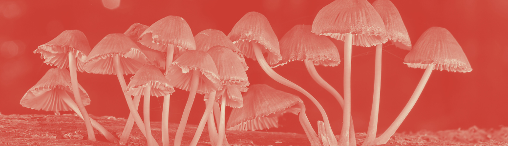 Mushroom Supplements Explained: Benefits, Best Types & How to Take Them