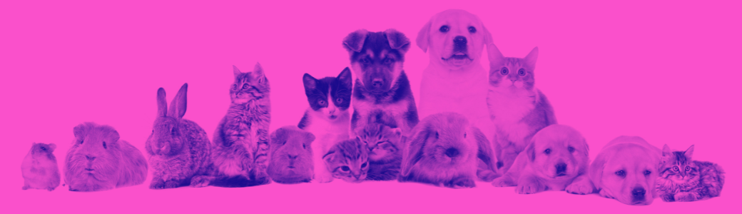 CBD for Pets: What UK Pet Owners Should Know